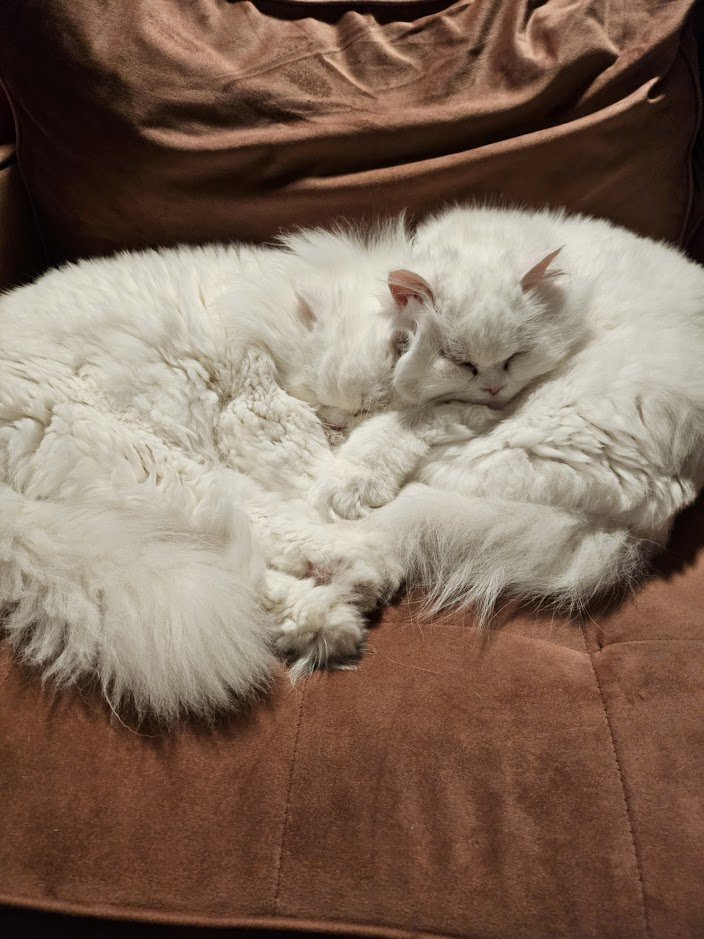 Cozy Brothers Together